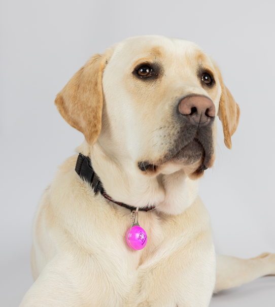 A yellow Labrador Retriever sits against a plain light background, wearing a black collar with the Clip on LED Light in pink attached.