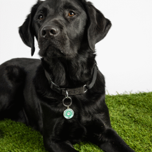 A black Labrador retriever lies on artificial grass, wearing a black collar with a round green and white tag from the Keyring and Charm Set, against a plain white background.