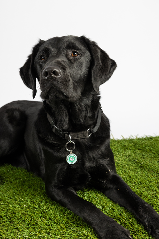 A black Labrador retriever lies on artificial grass, wearing a black collar with a round green and white tag from the Keyring and Charm Set, against a plain white background.