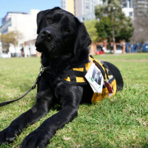A black Labrador representing Gifts for Guide Dogs, wearing a service vest and ID tag, lies on grass in a park and looks toward the camera.
