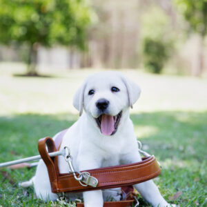 A white Labrador puppy wearing a brown leather harness, sitting on grass outdoors with trees in the background—perfect for Gifts for Guide Dogs.