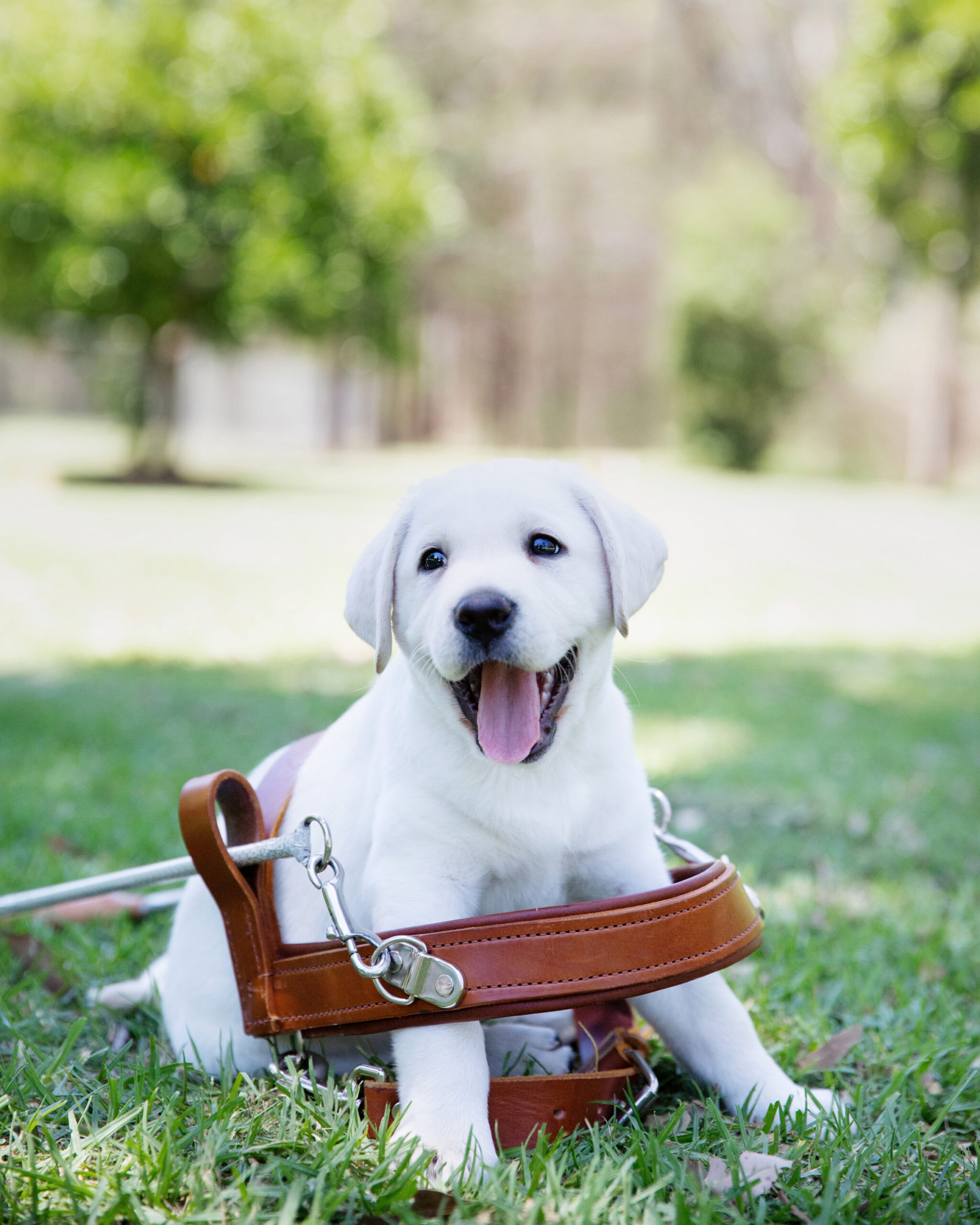 A white Labrador puppy wearing a brown leather harness, sitting on grass outdoors with trees in the background—perfect for Gifts for Guide Dogs.