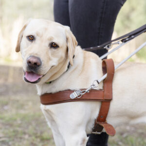 A yellow Labrador in a harness stands outdoors next to a person holding its leash, representing the Gifts for Guide Dogs product.