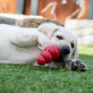 A yellow Labrador puppy lies on the grass, chewing a red rubber toy from Gifts for Guide Dogs.