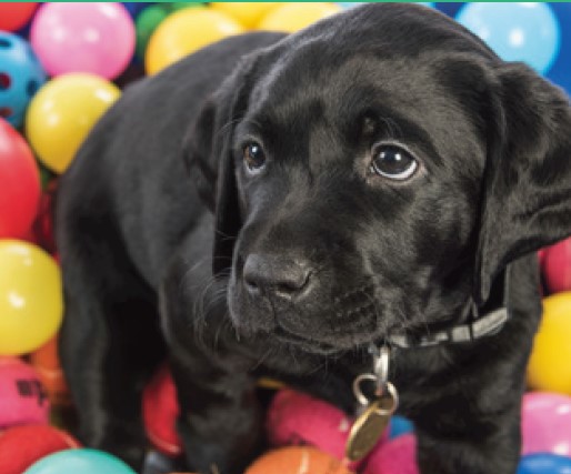 A black Labrador puppy for Gifts for Guide Dogs wears a collar and tag, sitting among colorful plastic balls and gazing slightly left.