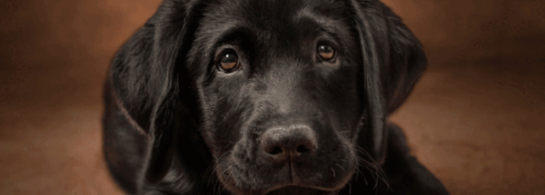 Your donation will be doubled from 15 April until Guide Dogs Day!